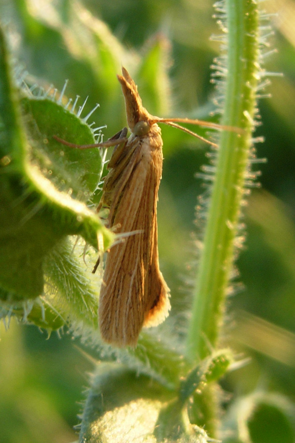 Pyralidae & Crambidae da identificare...